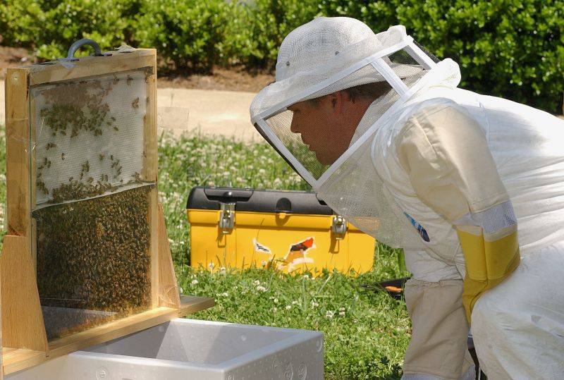 apicultor-CA