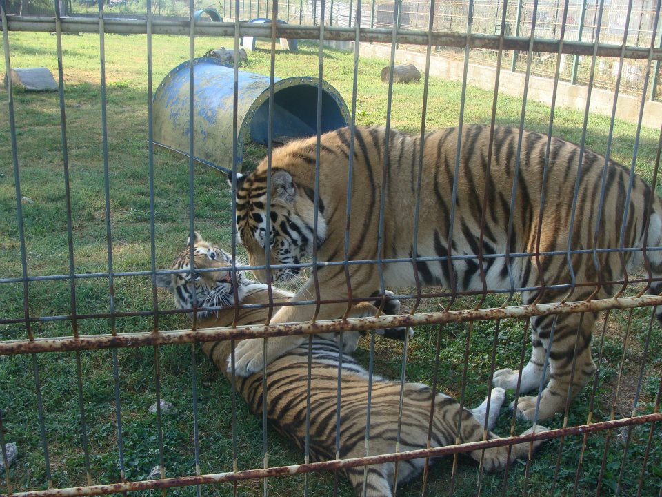 tigrii zoo2