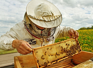 BeekeeperInSuit