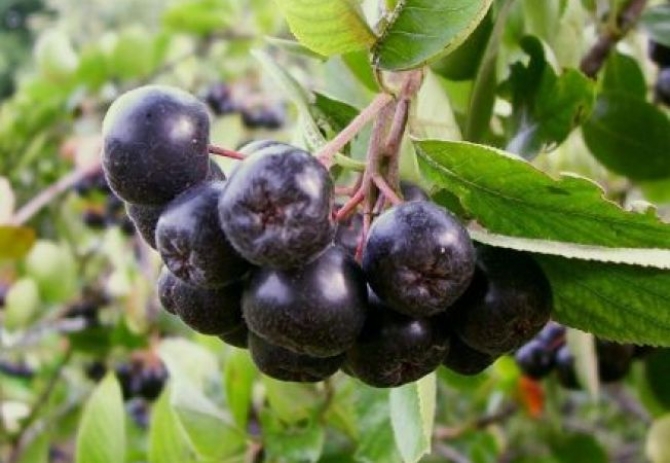 652x450_094697_aronia_un_arbust_fructifer_senzational_25885600