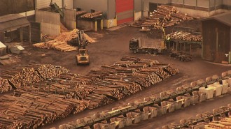 Defrişări-ilegale-Holzindustrie-Schweighofer