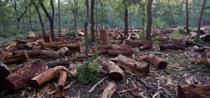 Gathered dead wood in community forest, Royal Bardiya National Park, South Western Nepal, 9th June 2009

PHOTOGRAPH BY AND COPYRIGHT OF SIMON DE TREY-WHITE 

+ 91 98103 99809
+ 91 11 435 06980
+44 07966 405896
+44 1963 220 745
email: simon@simondetreywhite.com