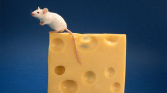 Mouse sitting on top of cheese